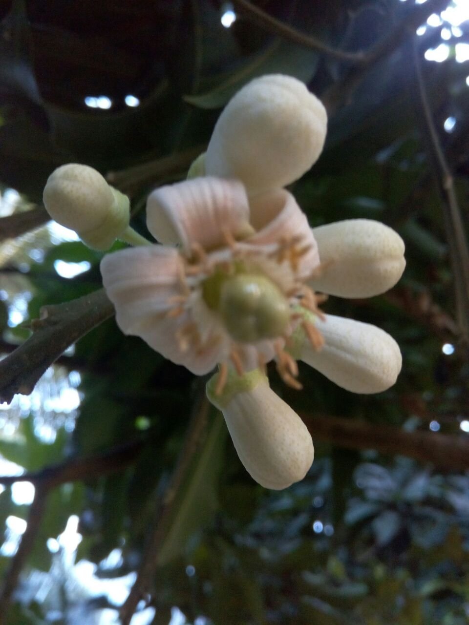 Wow 24+ Gambar Bunga Jeruk Bali Gambar Bunga HD